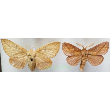 Euthrix potatoria (Linnaeus, 1758) pair Poland47e